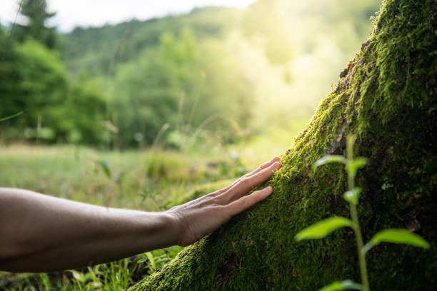 How Our Tree Care Process Works  in  Valley Cottage, NY